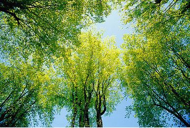 大的要来？ 宝可梦发布会7月召开